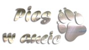 naklejka pies w aucie chrom.jpg