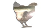 naklejka kura chrom.jpg