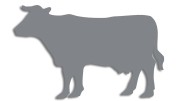 naklejka-krowa-byk-szara.jpg