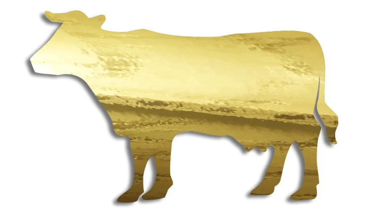 naklejka-krowa-byk-zloty-chrom.jpg