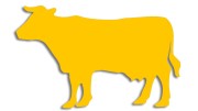 naklejka-krowa-byk-zolta.jpg