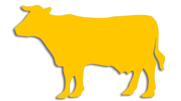 naklejka-krowa-byk-zolta.jpg