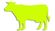 naklejka-krowa-byk-zolta-neon.jpg