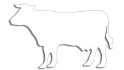 naklejka-krowa-byk-biala.jpg