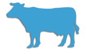 naklejka-krowa-byk-blekitna.jpg