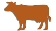 naklejka-krowa-byk-brazowa.jpg