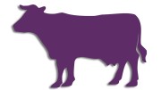 naklejka-krowa-byk-fioletowa.jpg