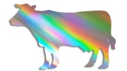 naklejka-krowa-byk-holograficzna.jpg