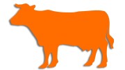 naklejka-krowa-byk-pomaranczowa.jpg