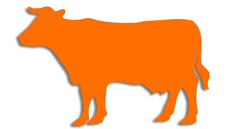 naklejka-krowa-byk-pomaranczowa.jpg