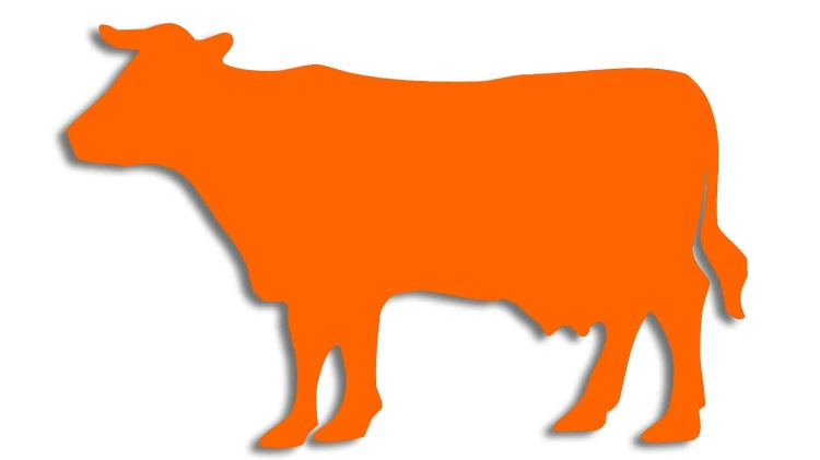 naklejka-krowa-byk-pomaranczowa-neon.jpg