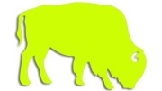 naklejka-zubr-byk-zolta-neon.jpg