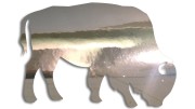 naklejka-zubr-byk-chrom.jpg