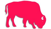 naklejka-zubr-byk-rozowa-neon.jpg