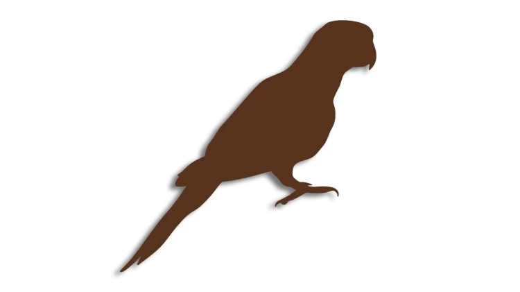 naklejka-papuga-1-ciemny-brazowy.jpg
