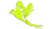 naklejka-papuga-2-zolta-neon.jpg