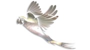 naklejka-papuga-2-chrom.jpg
