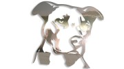 naklejka-ptbull-pies-chrom.jpg