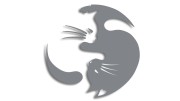 naklejka-Koty-yin-yang-rownowaga-kot-szara.jpg