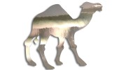 naklejka-wielblad-chrom.jpg
