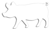 naklejka-swinia-biala.jpg