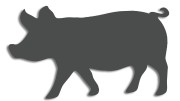 naklejka-swinia-grafitowa.jpg
