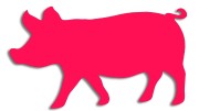 naklejka-swinia-rozowa-neon.jpg