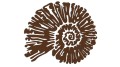 naklejka-amonit-ciemny-brazowy.jpg