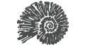 naklejka-amonit-grafitowa.jpg