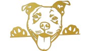 naklejka-pitbull-3-zlota.jpg