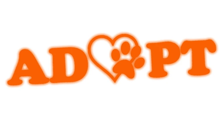 naklejka-adopt-adoptuj-kot-pies-pomaranczowy-odblask.jpg