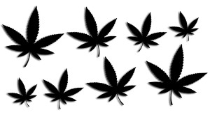 MARIHUANA - KONOPIA - GANJA - CANNABIS 8 SZTUK