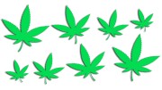 naklejki-marihuana-konopia-cannabis-ganja-8-sztuk-zielone-neon.jpg