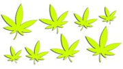 naklejki-marihuana-konopia-cannabis-ganja-8-sztuk-zolte-neon.jpg