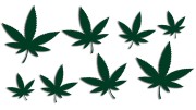 naklejki-marihuana-konopia-cannabis-ganja-8-sztuk-ciemny-zielony.jpg