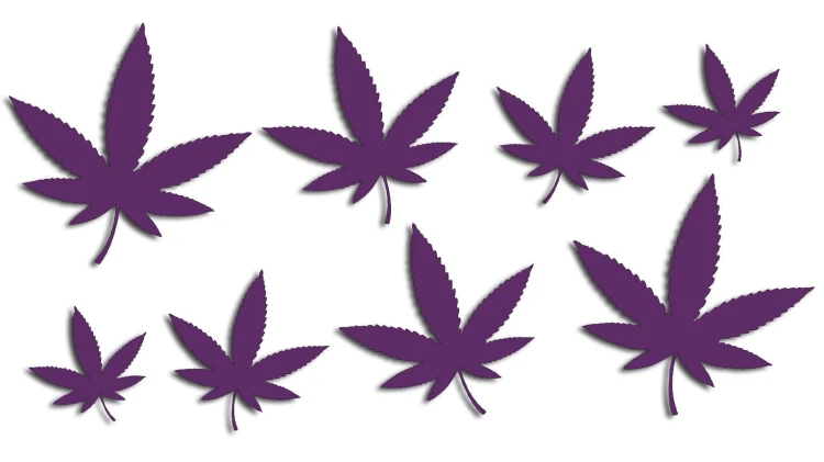 naklejki-marihuana-konopia-cannabis-ganja-8-sztuk-fioletowe.jpg