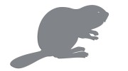 naklejka-bobr-szara.jpg