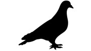 naklejka-golab-ptak.jpg
