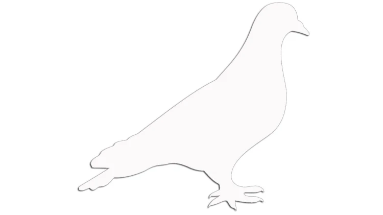 naklejka-golab-ptak-biala.jpg