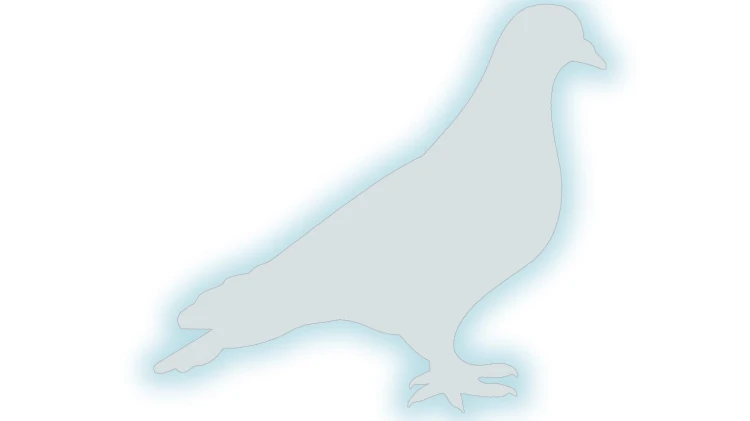naklejka-golab-ptak-bialy-odblask.jpg