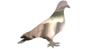 naklejka-golab-ptak-chrom.jpg