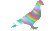 naklejka-golab-ptak-holograficzna.jpg