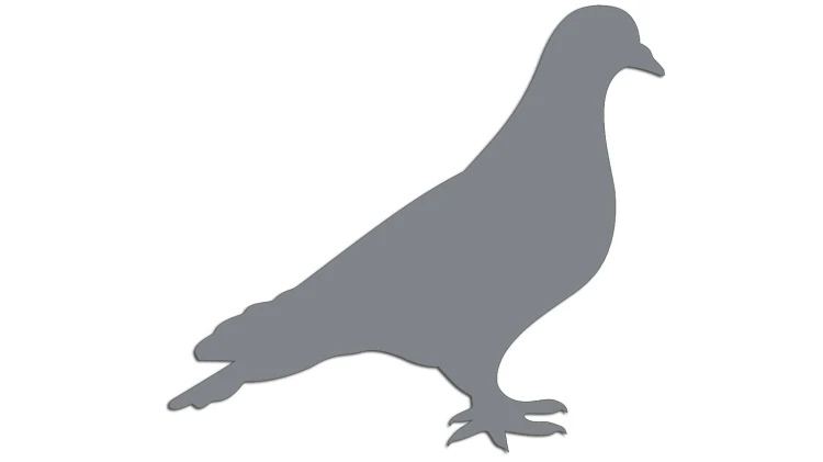 naklejka-golab-ptak-szara.jpg