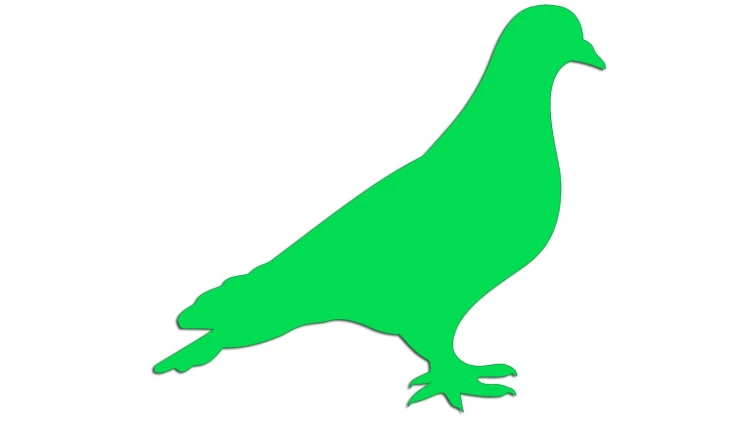 naklejka-golab-ptak-zielona-neon.jpg