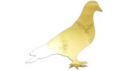 naklejka-golab-ptak-zloty-chrom.jpg