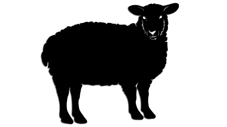 naklejka-owca.jpg