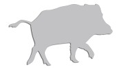 naklejka-dzik-jasny-szary.jpg