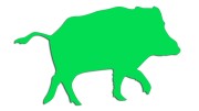 naklejka-dzik-zielona-neon.jpg