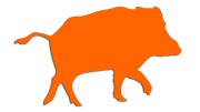 naklejka-dzik-pomaranczowa-neon.jpg