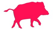 naklejka-dzik-rozowa-neon.jpg